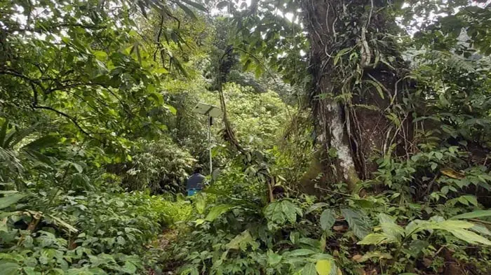 Tasuri, an environmental activist, walking through a dense forest.