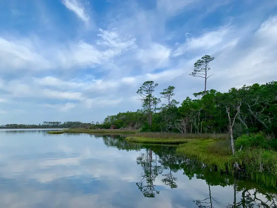Pine trees reflected in the quiet morning light in a coastal marsh.