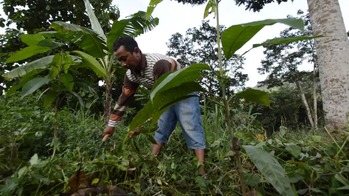 A forty-year-old farmer bends downward as he works to clear wild weed in a park.