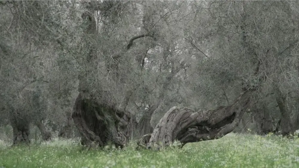 A 1000-year-old olive tree infected by Xylella fastidiosa.