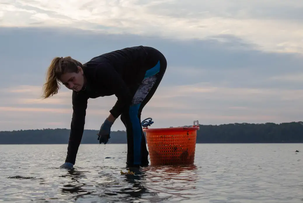 woman collects oysters
