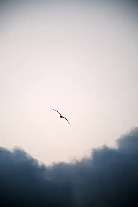 bird flying in the sky