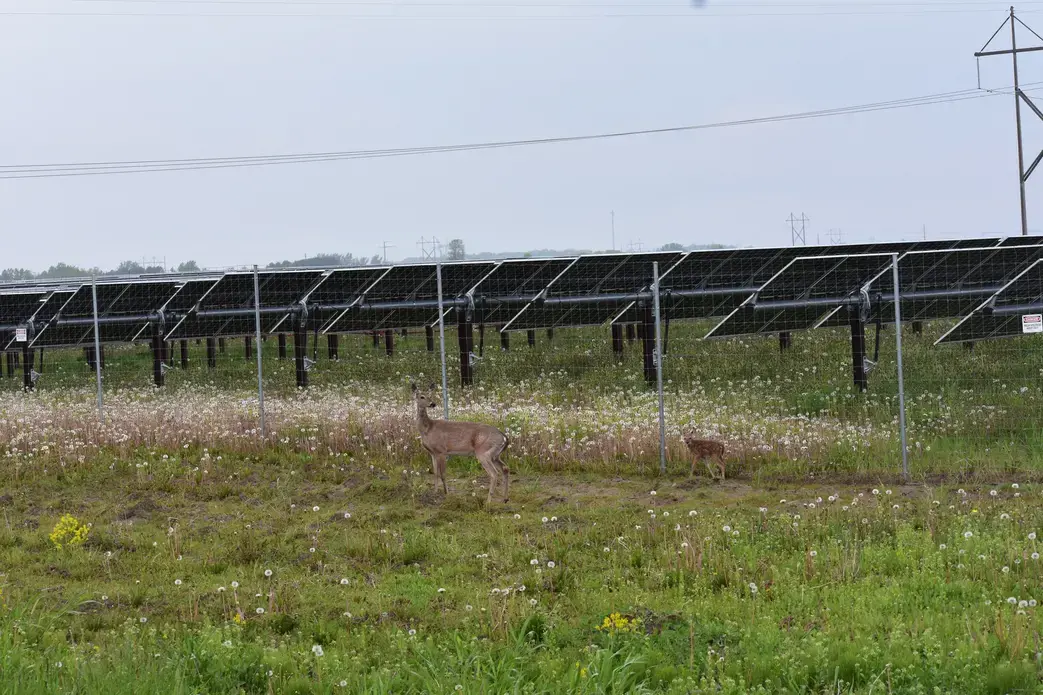 white-tailed deer