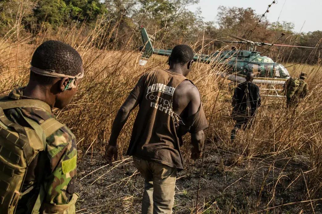 Two suspected poachers arrested deep in the Chinko bush are escorted to a helicopter, which will fly back to base. There, the men will be questioned in a holding cell. Image by Jack Losh. Central African Republic, 2018.