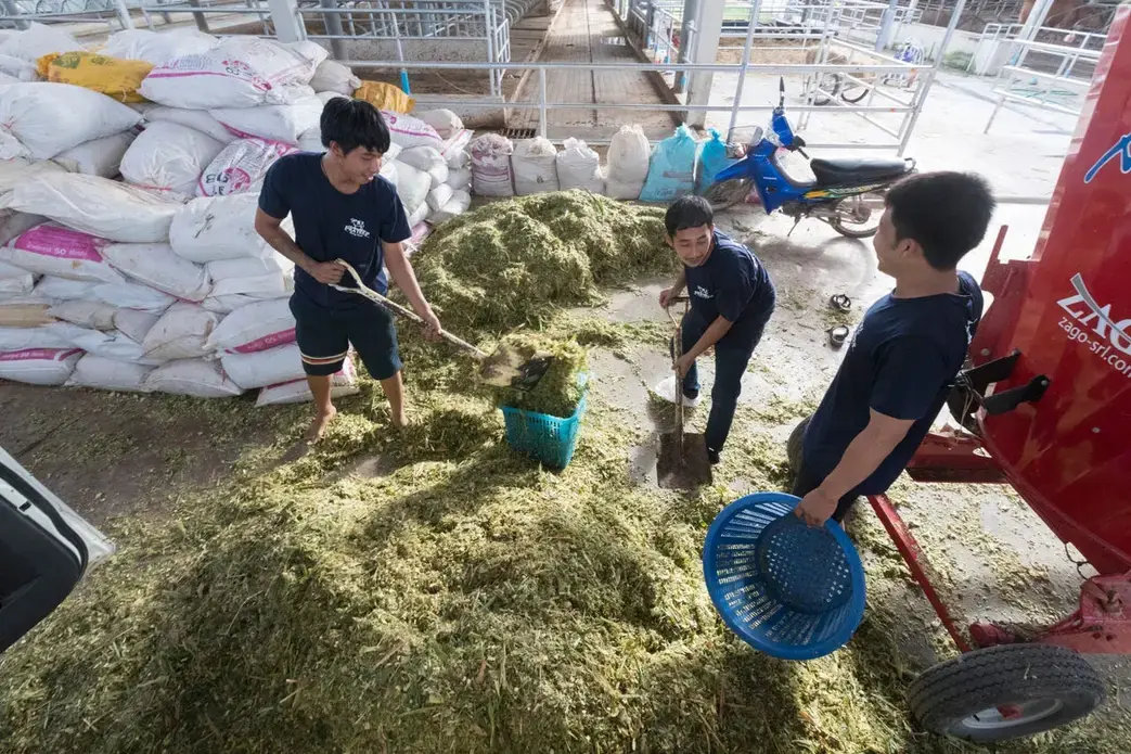 Workers mix a batch of feed for the dairy herd at Prateep Farms in Pak Chong, Thailand. The total mix ration contains to optimum amount of forage and supplements for optimal animal health and milk production. Image by Mark Hoffman. Thailand, 2019. 