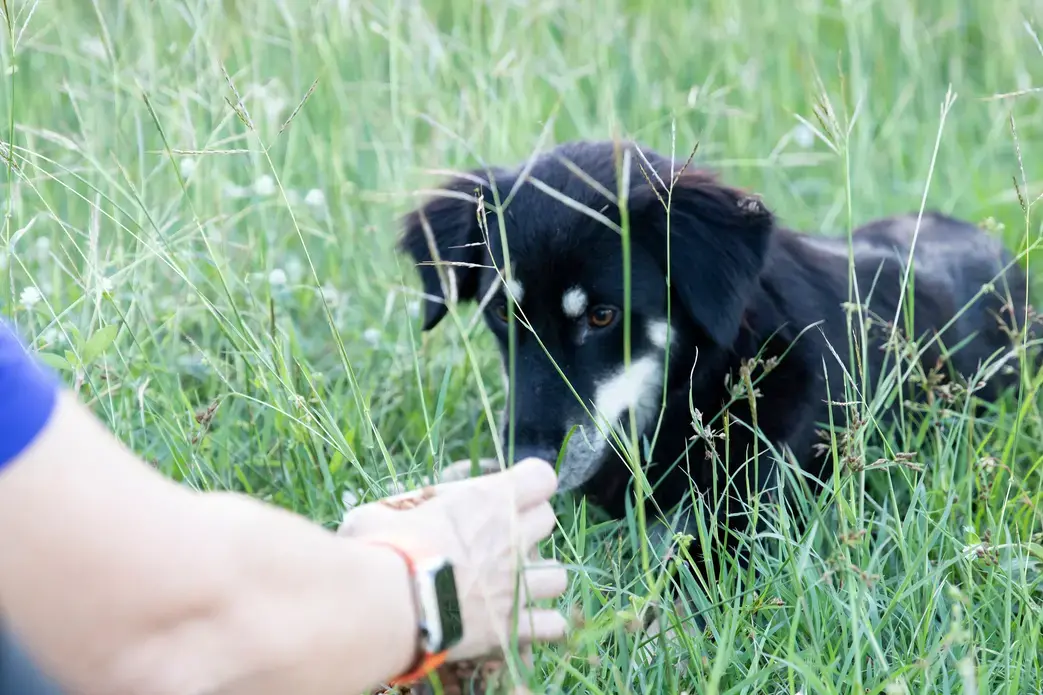 The dog, staying still slightly away, eating out of Beckles’ hand. Image by Jamie Holt. United States, 2019.