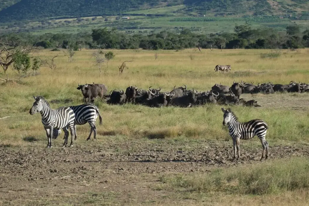 Cape buffaloes, zebras, and the savanna surrounded by land used for farming and cattle-grazing by communities. Image by Elam Shabahat. Rwanda, 2017.