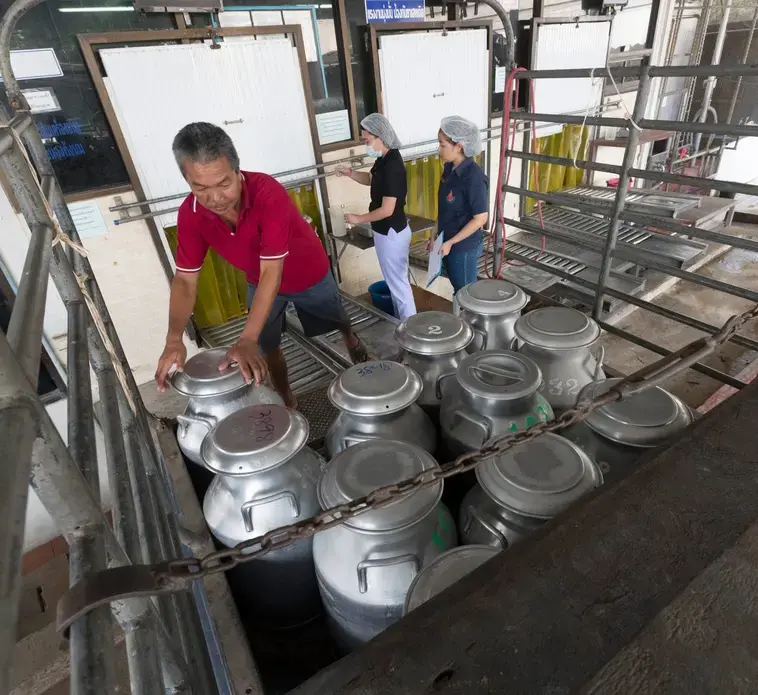 A farmer unloads milk cans from his small pickup truck at the Pakchong Dairy Cooperative in Pak Chong, Thailand. Image by Mark Hoffman. Thailand, 2019. 