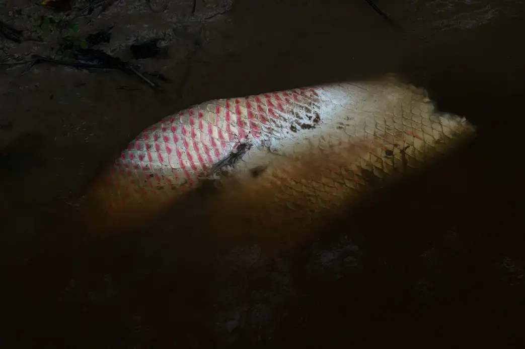 Though most fishermen still discard the skin and scales, some in Bolivia are trying to help fishing communities learn to monetize these products, turning the skin into leather and using the scales—as indigenous communities in the fish's native range still do—as ornaments or as nail files. Image by Felipe Luna. Bolivia, 2018.