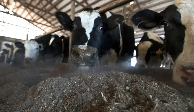 After being milked, cows are fed. Image by Mark Hoffman/The Milwaukee Journal Sentinel. USA, 2019.
