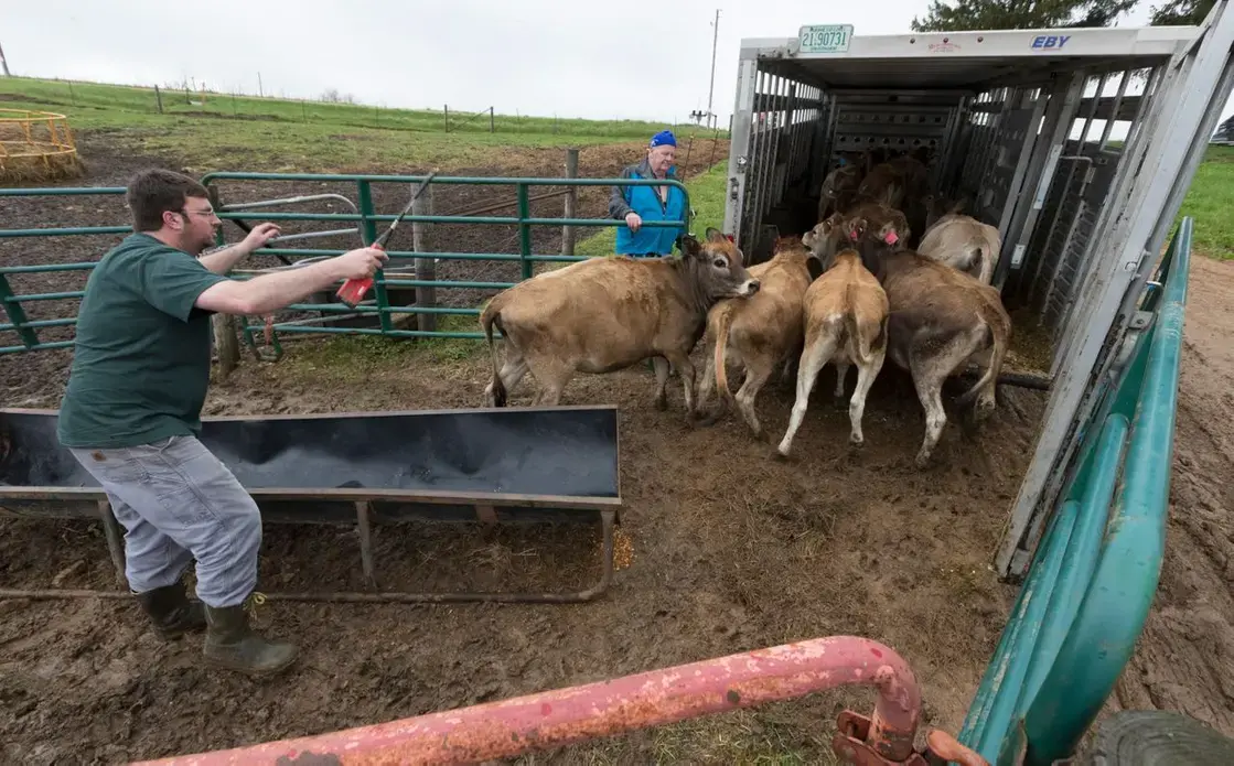 Truck driver Dan Richards loads the last of the livestock. Image by Mark Hoffman. United States, 2019.