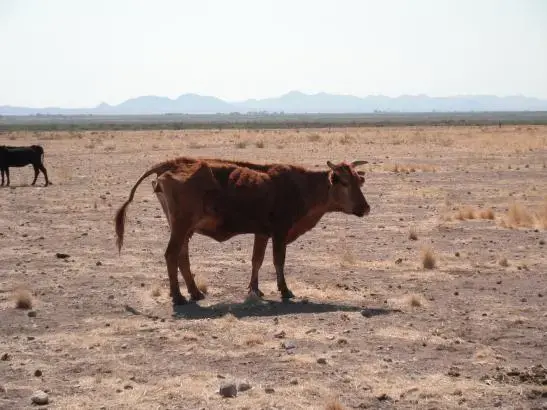 Media file: Chihuahua drought 007.JPG