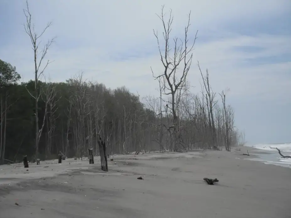 Media file: El-Salvador-Mangrove-treees.JPG