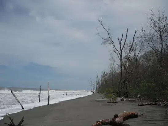 Media file: The remains of a healthy mangrove forest that in 2005 reached out another 1,000ft into where the ocean now is.JPG