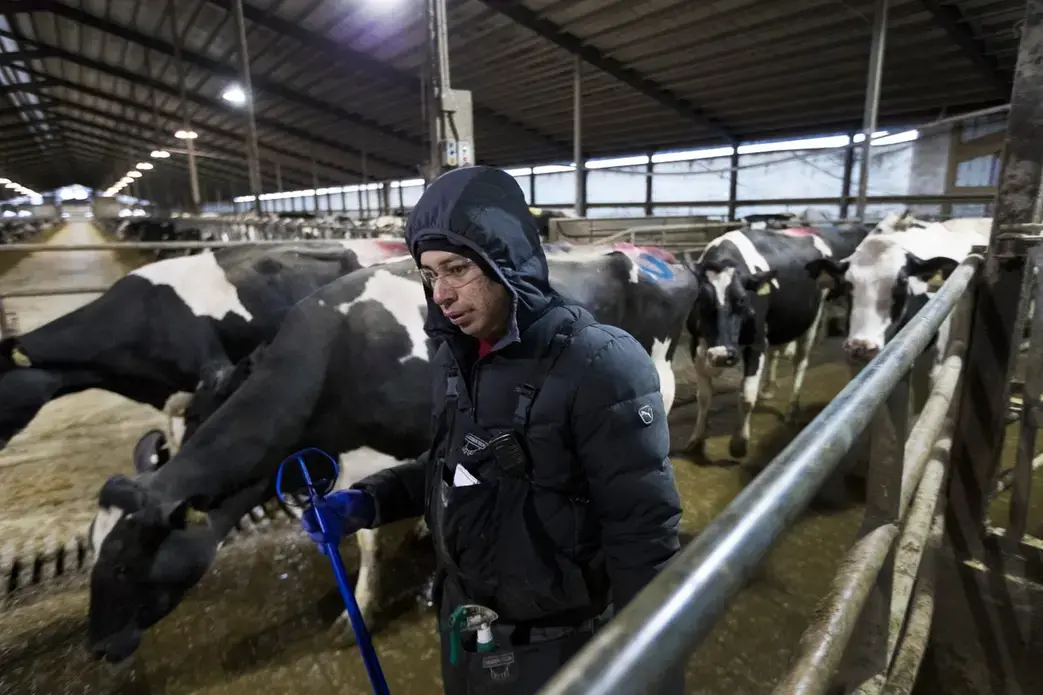 A worker putting ear tags on cows at Drake Dairy in Elkhart Lake moves on to the next cow. Image by Mark Hoffman. United States, 2019.