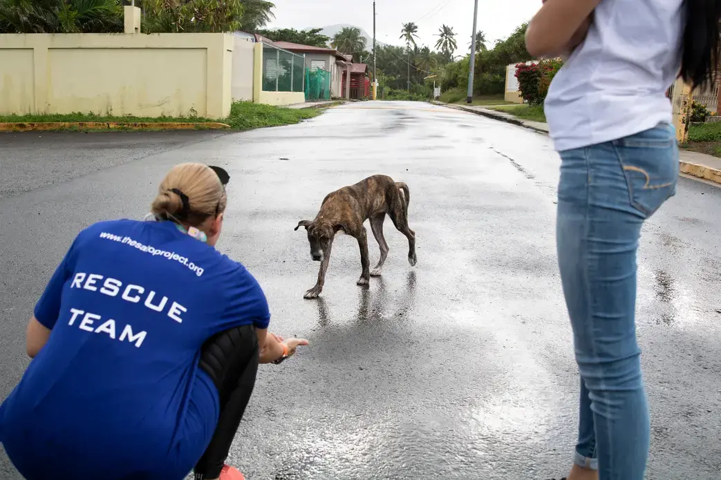 A sato treads lightly up to Beckles and Negrón. Image by Jamie Holt. United States, 2019.