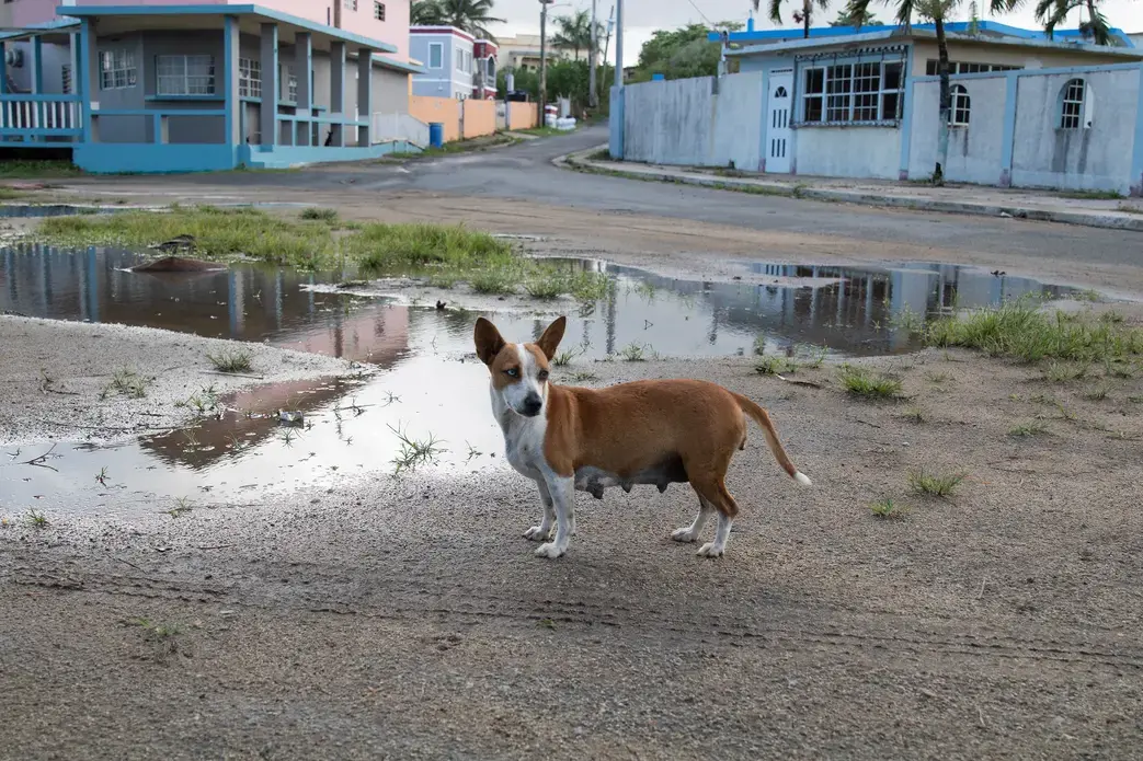 A pregnant sato waits to approach a pile of food placed nearby. Image by Jamie Holt. United States, 2019.
