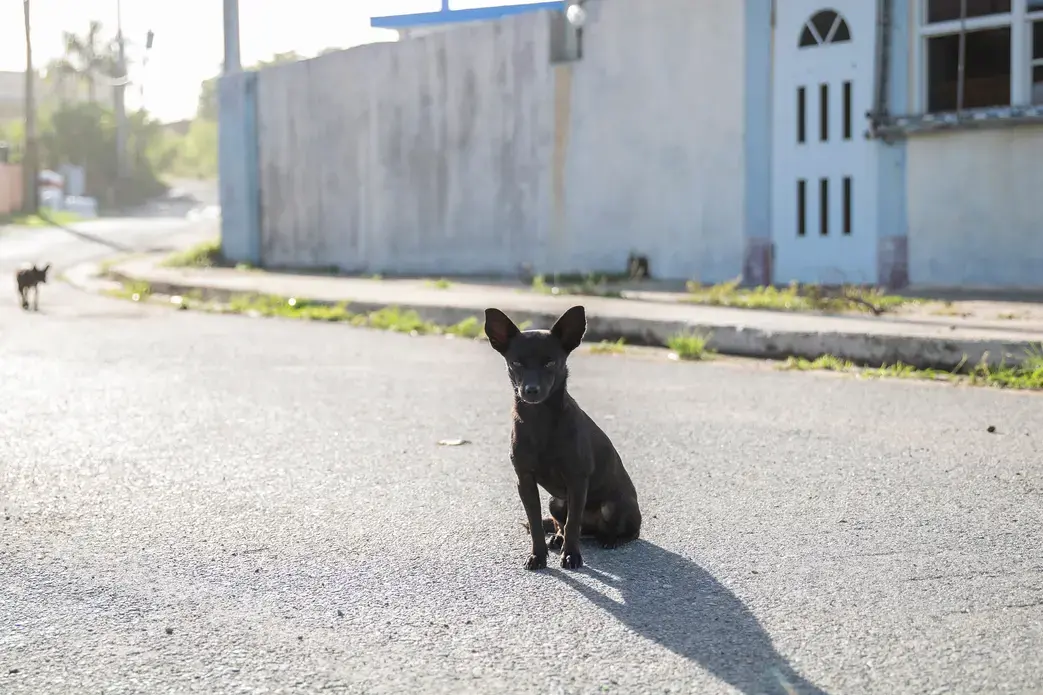 A small black sato observes our group while deciding to trust us or not. Image by Jamie Holt. United States, 2019.