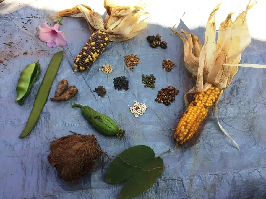 Villagers in Benedihi show some of the forest produce and the indigenous crops they harvest through shifting cultivation. Chattisgarh, India. June 2019.  Image by Chitrangada Choudhury.