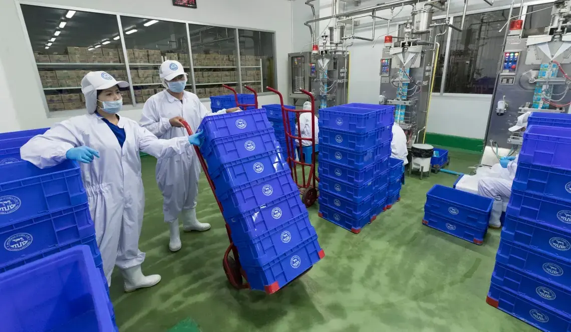 Refrigerated bags of fresh milks are moved at the Pakchong Dairy Cooperative. Image by Mark Hoffman. Thailand, 2019. 
