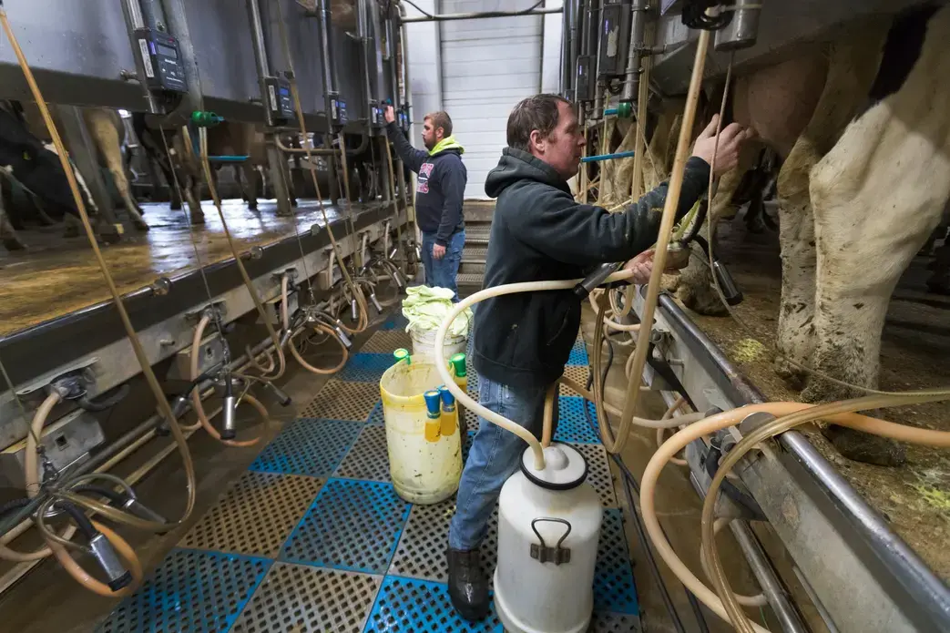Rich Templeton Jr., foreground, and his son, Christopher, milk cows on their farm in Evansville. Rich Templeton is Rene Johnson's brother. Image by Mark Hoffman. United States, 2019.
