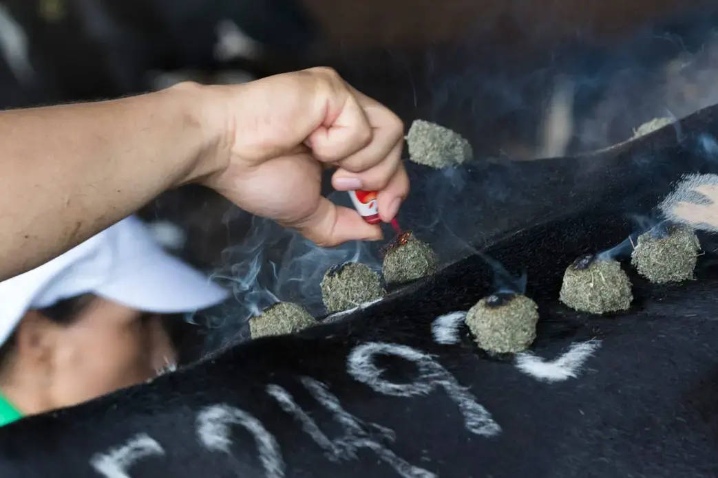 Dairy worker Cao Van Le, who works with the organic herd, burns common mugwort (Artemisia vulgaris) to induce a cow into heat at TH Milk's operations in Nghia Son, Vietnam. The gel-filled balls of mugwort are glued to the acupressure points, then lighted on fire. Once the flames reach the gel, the fire goes out. Image by Mark Hoffman. Vietnam, 2019. 