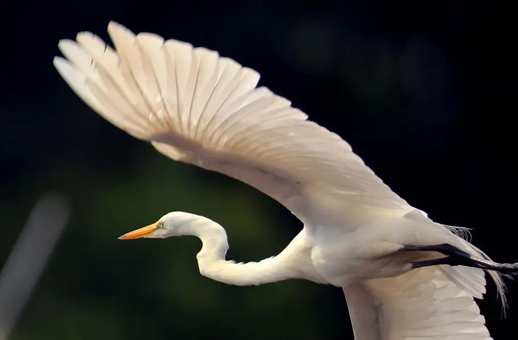 An egret took flight in Harwich Port. Image by John Tlumacki. United States, 2019.
