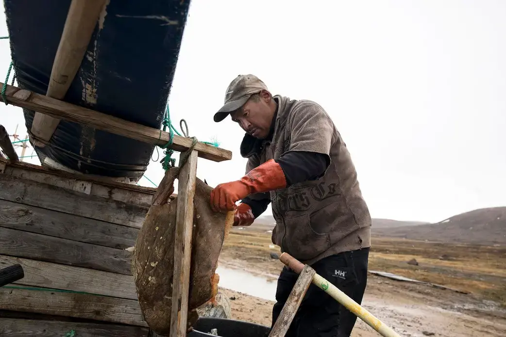 A hunter prepares seal meat. Greenland, 2019. Image by Anna Filipova. 