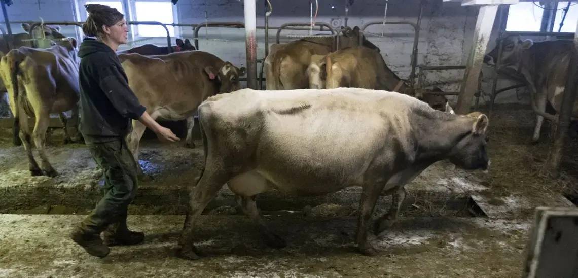 Emily Harris directs one of her cows toward a waiting trailer. Image by Mark Hoffman. United States, 2019.