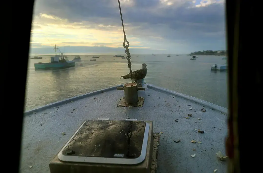 A sea gull sat on the bow of Jared Bennett's boat in the early morning at the Chatham Fish Pier. Image by John Tlumacki. United States, 2019.