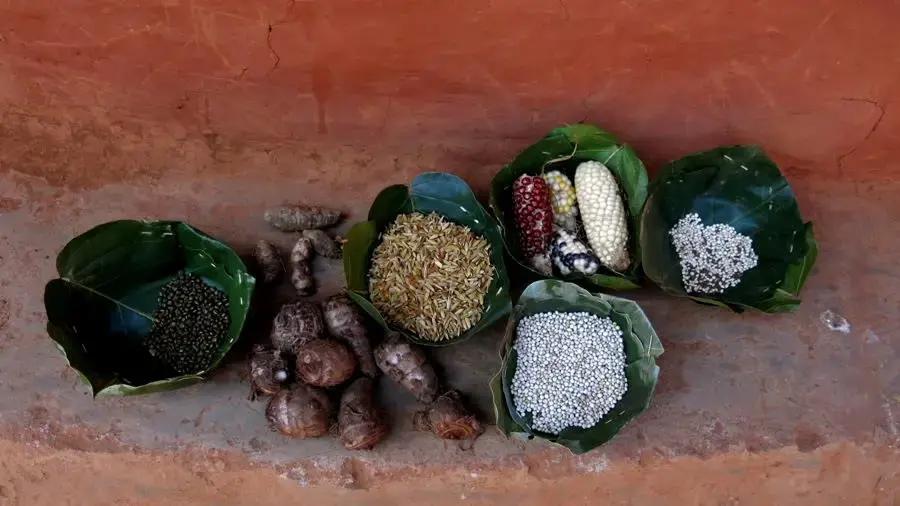 Villagers in Benedihi show some of the forest produce and the indigenous crops they harvest through shifting cultivation. Chattisgarh, India. June 2019.  Image by Chitrangada Choudhury.
