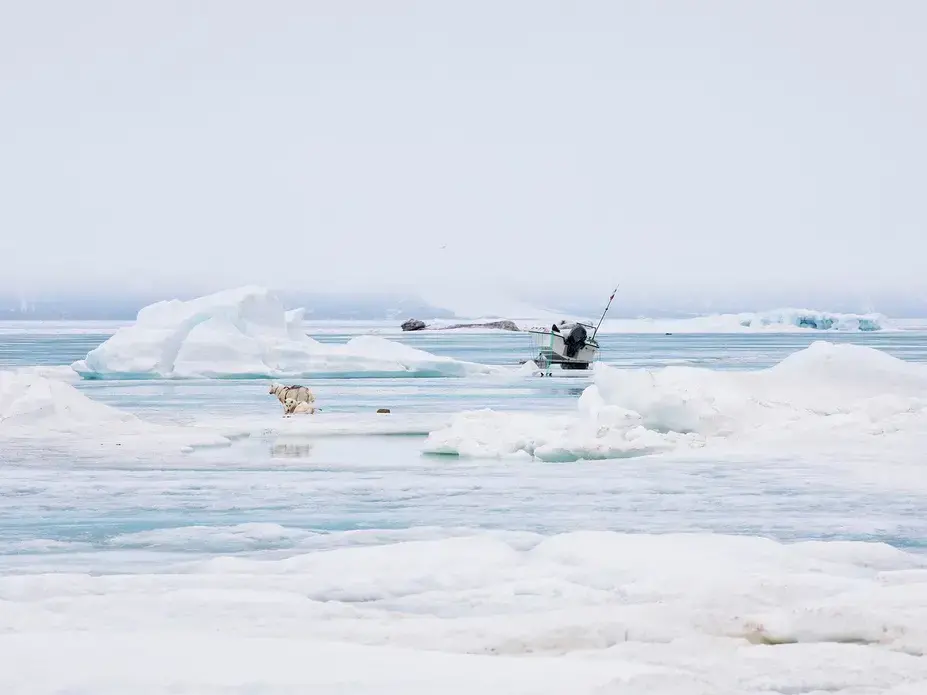 Sea ice surrounds Qaanaaq. Greenland, 2019. Image by Anna Filipova.