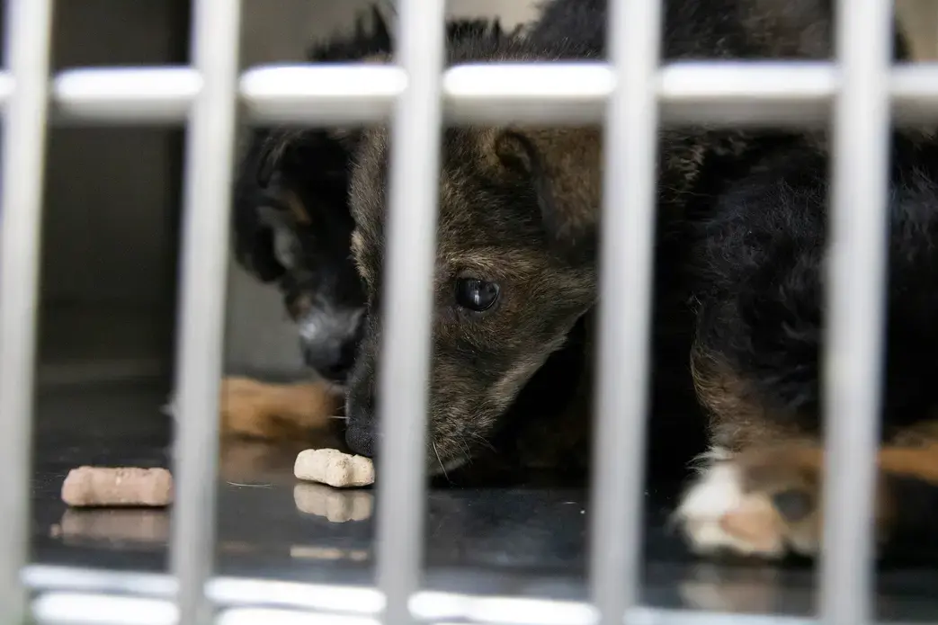 Two puppies, later named Waffles and Syrup, who had just been rescued that morning with their mother. Image by Jamie Holt. United States, 2019.