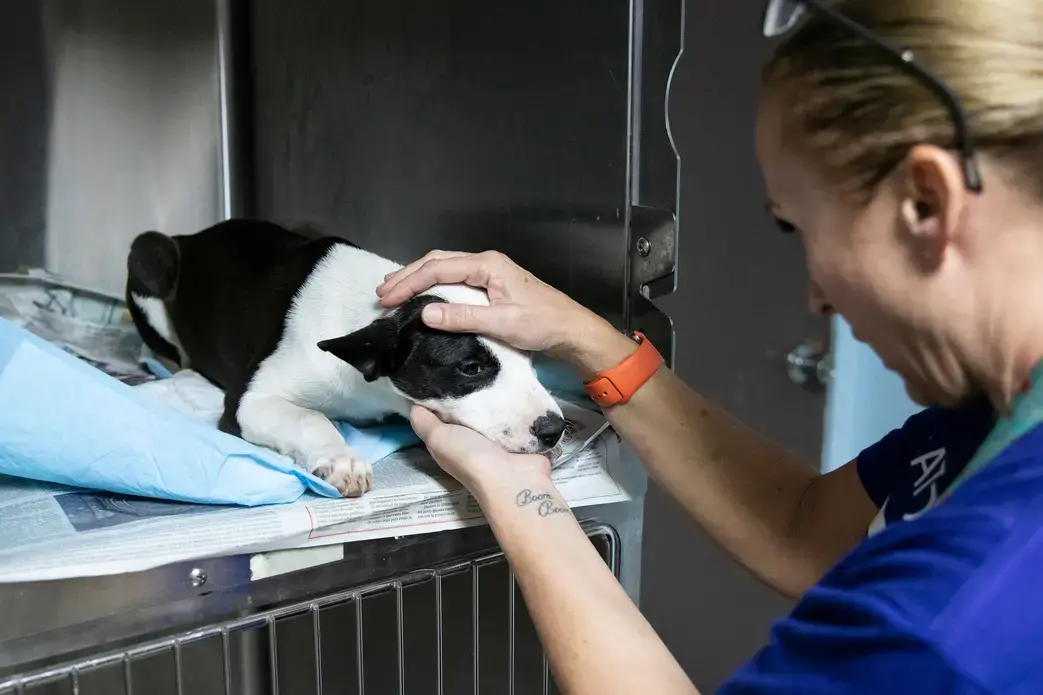 Beckles checks in on how one of the dogs is healing and soothes him. Image by Jamie Holt. United States, 2019.