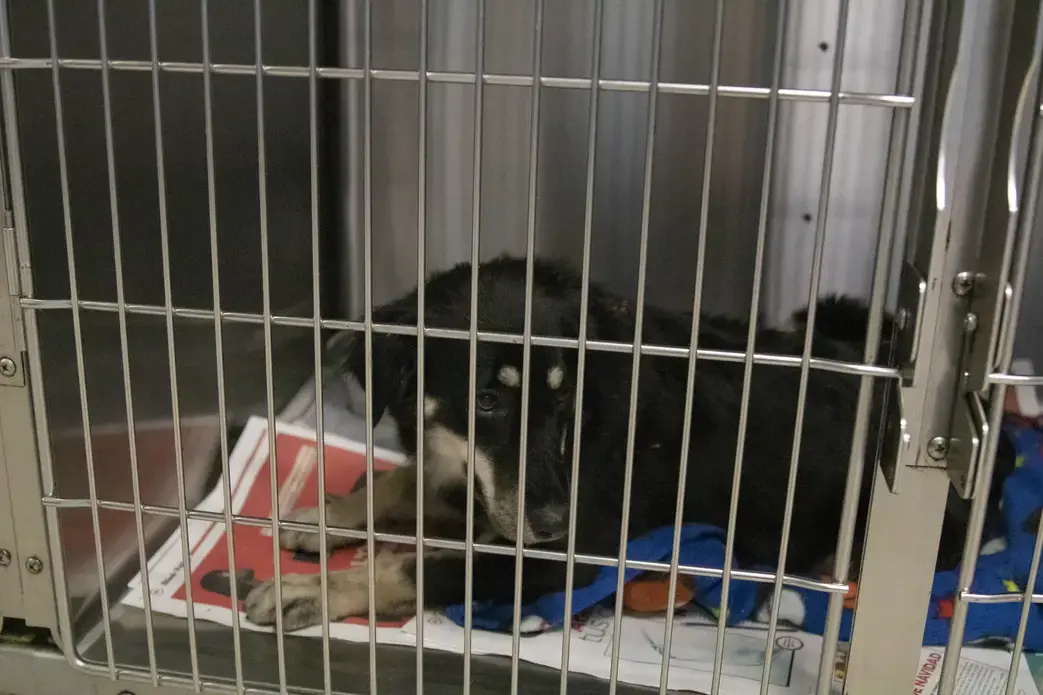 Pinchata is moved to a quiet cage upstairs to rest before more veterinary evaluations. Image by Jamie Holt. United States, 2019.<br />
