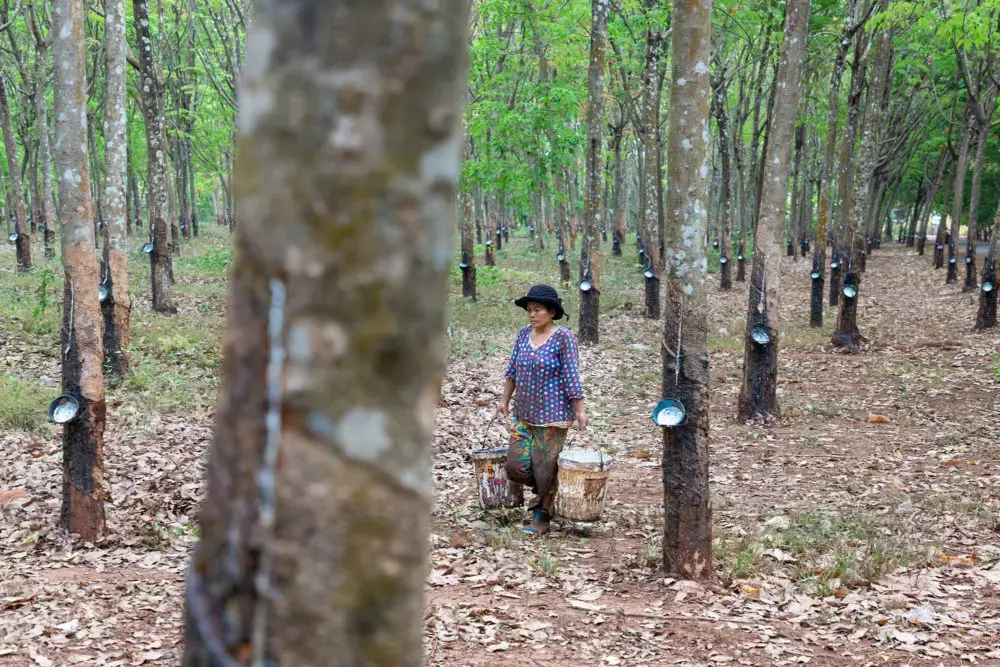 A worker at the Chup Rubber Plantation in Kampong Cham, Cambodia. Cambodia exported 282,071 tons of rubber last year, mainly to China, Singapore, and Malaysia, bringing in earnings of $377 million. Image by Sean Gallagher. Cambodia, 2020.