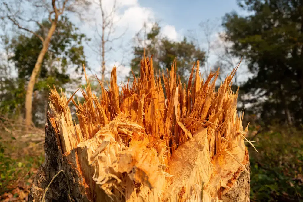 A freshly cut tree near the Phnom Tnout Phnom Pok Wildlife Sanctuary in northern Cambodia. The Southeast Asian nation has one of the fastest rates of deforestation in the world. Forest clearance is fueled by demand for agricultural land and high-value tree species for the Asian furniture market. Image by Sean Gallagher. Cambodia, 2020.<br />
