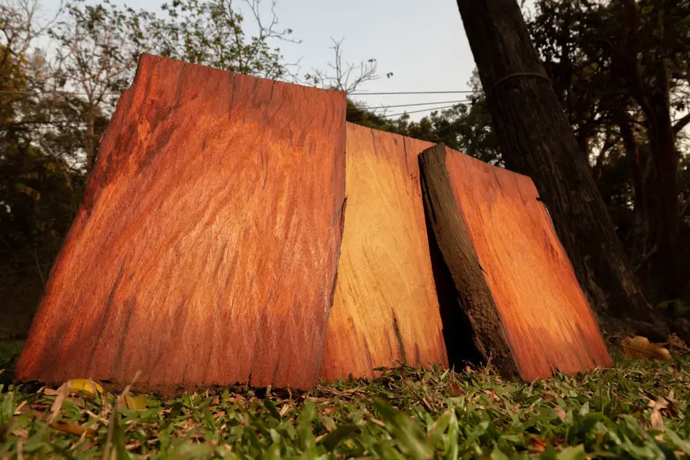 Confiscated rosewood in the Phnom Tnout Phnom Pok Wildlife Sanctuary. The trade in rosewood, prized for high-end furniture in China, is outlawed througout the world, but a network of corrupt Cambodian businessmen and officials is engaged in a lucrative, black-market rosewood trade. Image by Sean Gallagher. Cambodia, 2020.</p>
<p>