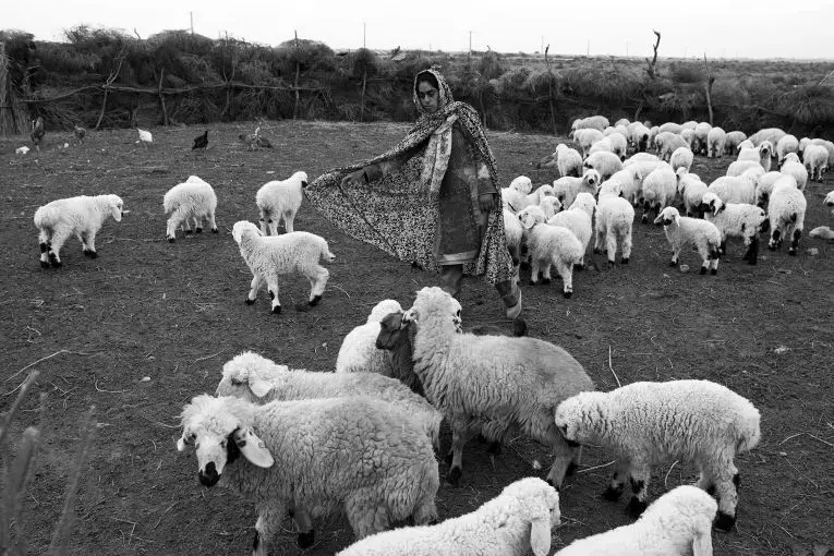 The way of life of nomads who live around Lake Hamoon is at risk because of the lack of pastureland for their livestock. Image by Ako Salemi. Iran, 2016.