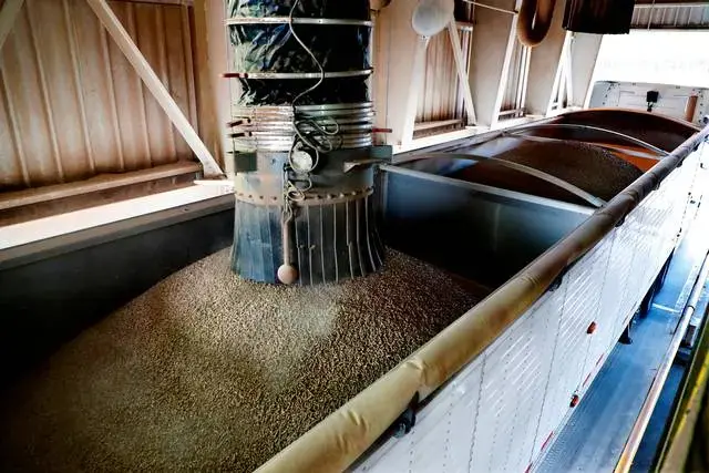 Processed wood pellets are loaded into a hopper at the Enviva plant in Northampton, N.C. Tuesday, Sept. 3, 2019. Enviva is the country’s largest producer of wood pellets. Image by Ethan Hyman. United States, 2019.