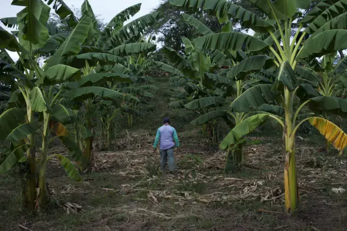 A former FARC guerrilla walks in a banana plantation. This type of crop is part of the productive projects promoted in this ETCR. Image by Fabio Cuttica. Colombia, 2018. 