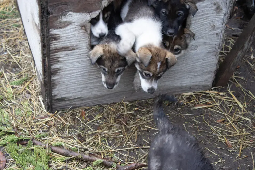 Gideon James' puppies. Image by Amy Martin. United States, 2019.
