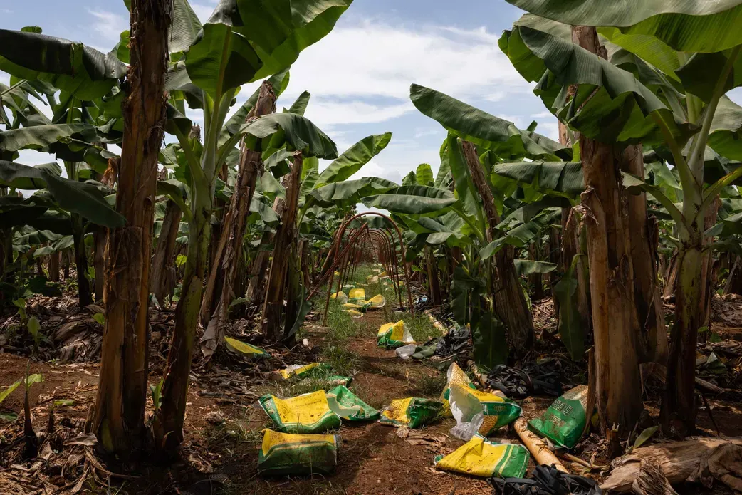 Bags of synthetic fertilizer are scattered across the ground among banana trees