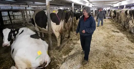 After milking for the final time, Marsha Ryan walks through the barn during an auction at her family's farm in Belleville. The Ryans sold off their dairy livestock and feed and planned to switch to farming corn, beans and some beef cattle. Image by Mark Hoffman / Milwaukee Journal Sentinel. United States, undated.