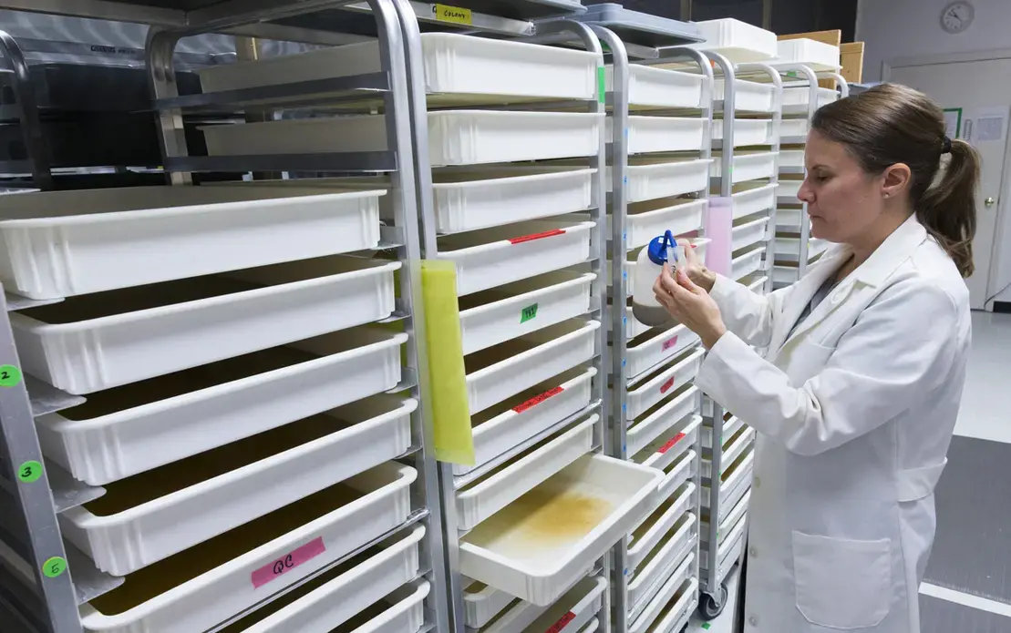 Leslie Russo feeds&nbsp;Aedes aegypti&nbsp;mosquitoes pupae, a solution made with beef liver. Image by Mark Hoffman. United States, 2017.