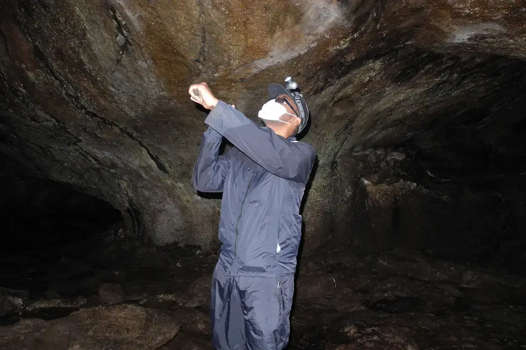 A PREDICT veterinarian collects samples in August 2013 from a bat in Uganda to test for infectious disease. Image courtesy Gorilla Doctors.&nbsp;The work includes looking for new diseases in places where high risk behaviors, such as bushmeat hunting and bat guano farming, take place. Launched in 2009, the PREDICT project received $100 million in funding over its first five years.