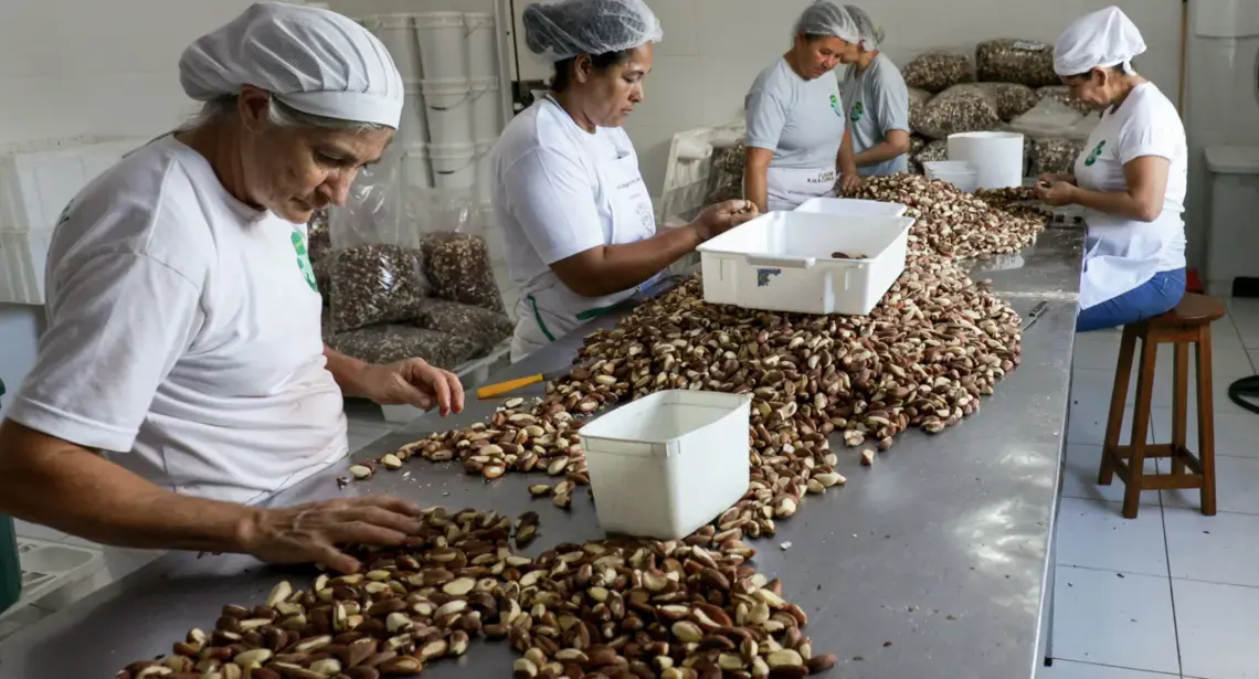 The nuts are then sorted and bagged. Image by Sam Eaton. Brazil, 2018. 