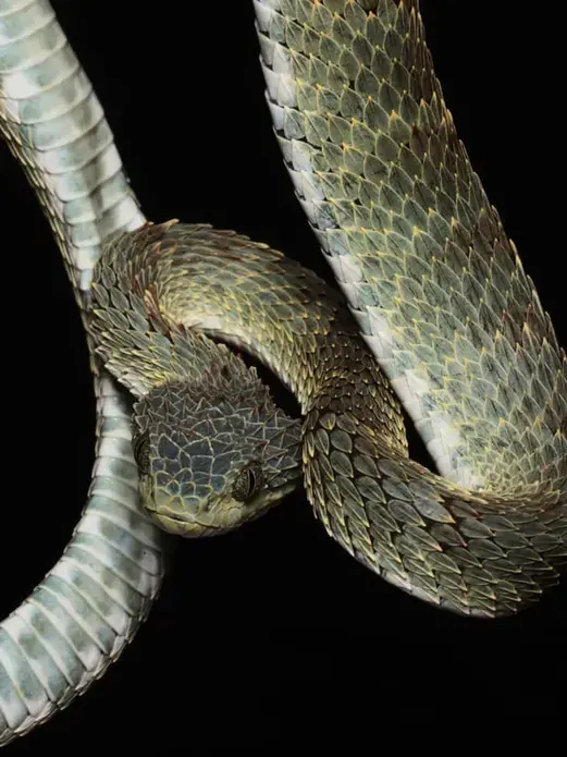 Bush viper venom causes intense pain and haemorrhage. No specific anti-venom exists. Image by Hugh Kinsella Cunningham. Congo, 2019.