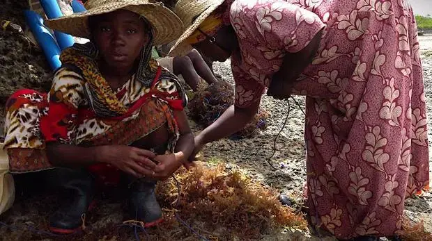 Farmers prepare to plant the higher value species of seaweed, Cottonii, in a deep water farm. Crops in shallow water farms have been failing in Zanzibar due to warming seawater temperatures attributed to climate change. Image by Haley Joelle Ott. Zanzibar, 2017.
