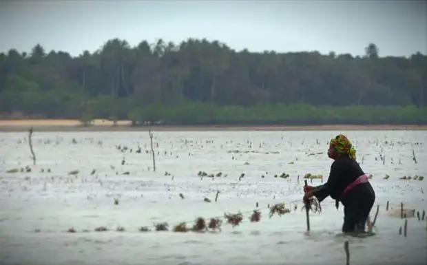 A farmer tends to her crops in a shallow water farm. Yields have been decreasing due to warming sea temperatures attributed to climate change. Image by Haley Joelle Ott. Zanzibar,&nbsp;&nbsp;2017.